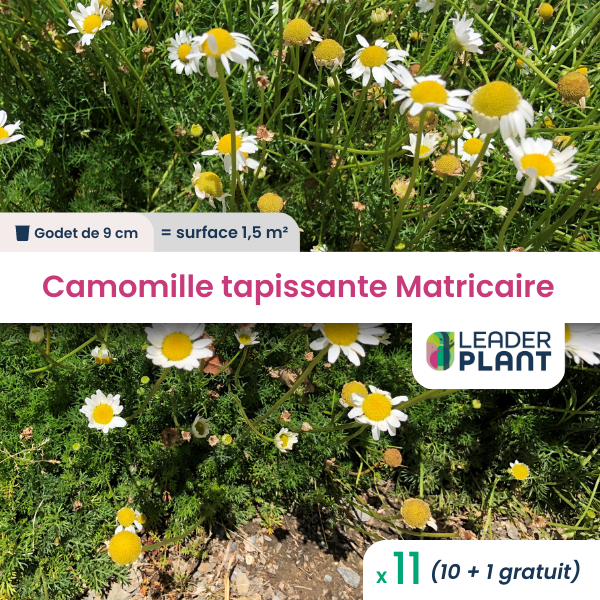 11 x camomille tapissante - matricaire gazonnante en godet