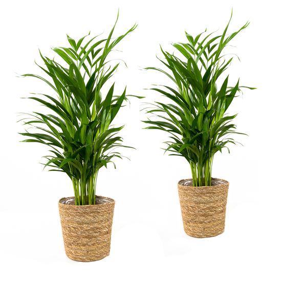 Palmier, Areca Dypsis - pot D.17 cm