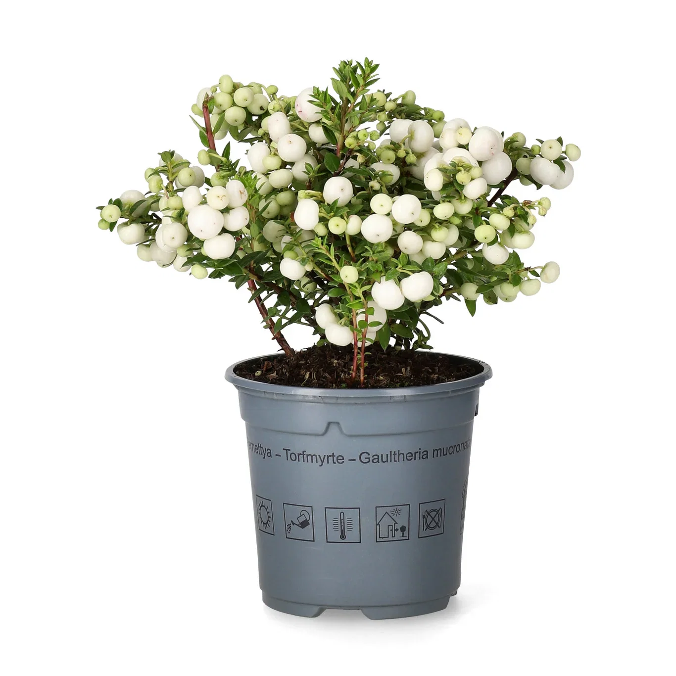 Gaultheria mucronata Bærmyrt Ø10,5 cm
