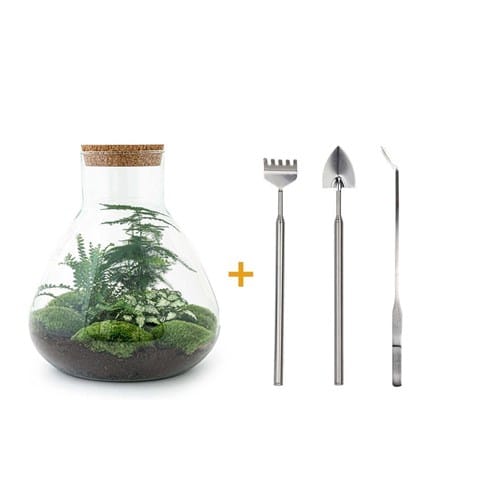 Kit terrarium diy - samos