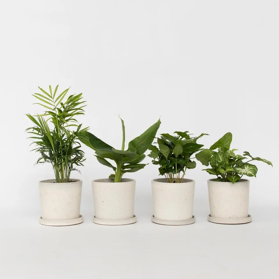 Kamerplantenset in decoratieve mand - Set van 4 - Hoogte 25-40cm - ⌀12cm
