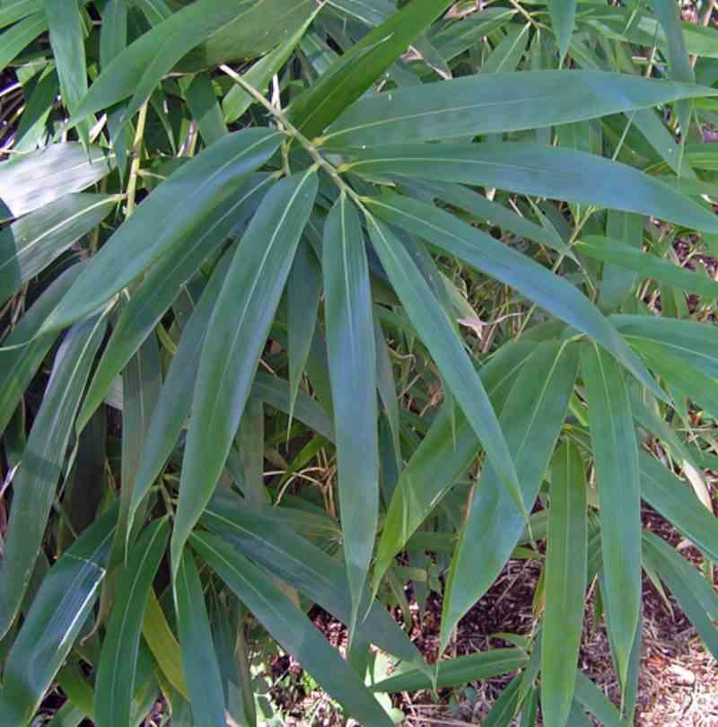 Pseudosasa japonica taille pot de 2 litres ? 40/60 cm