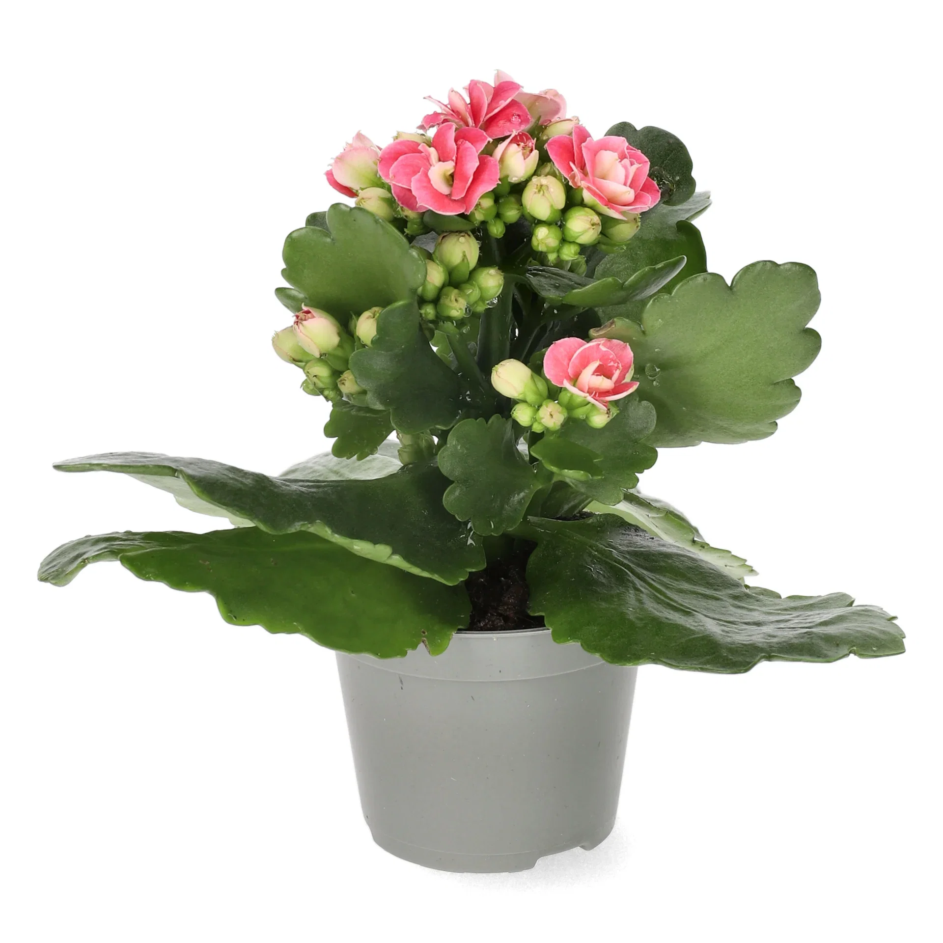 Kalanchoe mini Dark Pink 6cm Ildtopp Høyde 10 cm