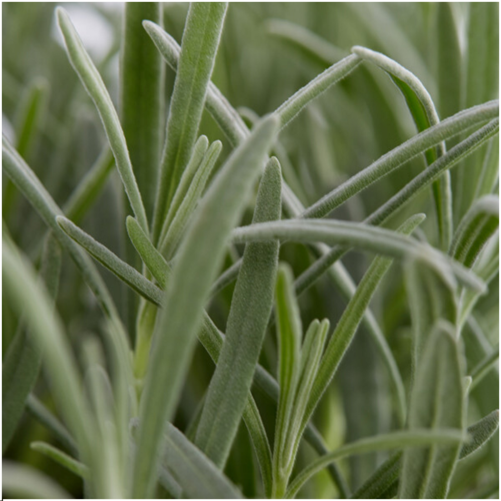 Lavande angustifolia - 4 packs de 6