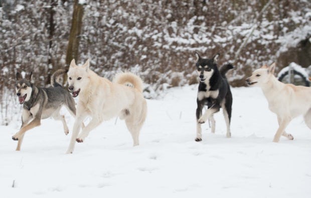 Husky Schlittenfahrt Neu Benthen