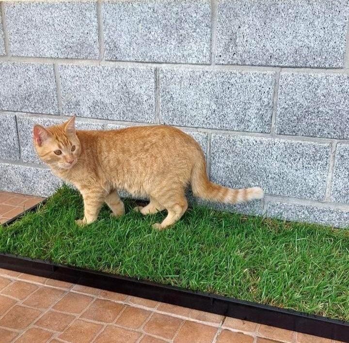 Refil Petground XL, Cama para Cães, Tapete de Treinamento, Tapete Olfativo, Grama Natural