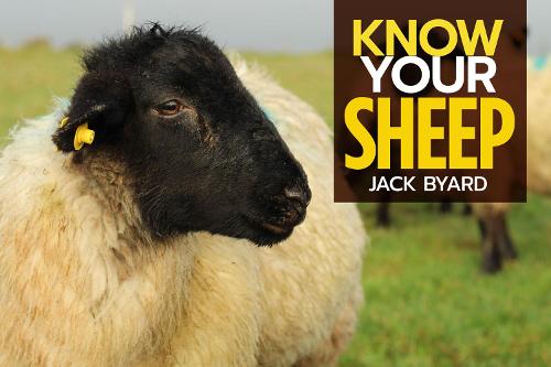Know Your Sheep (Paperback)