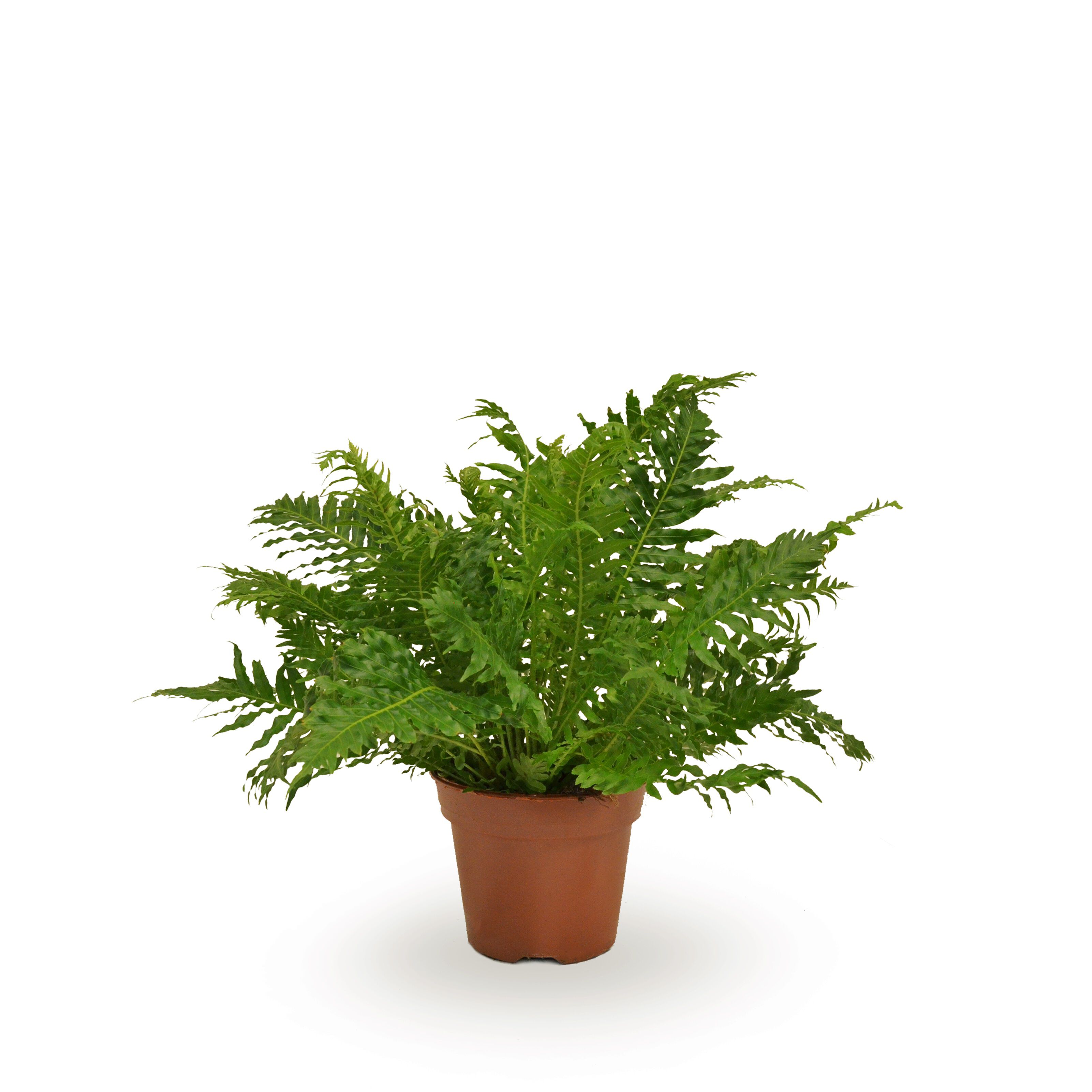 Varenmix - Kamerplant - 17 cm