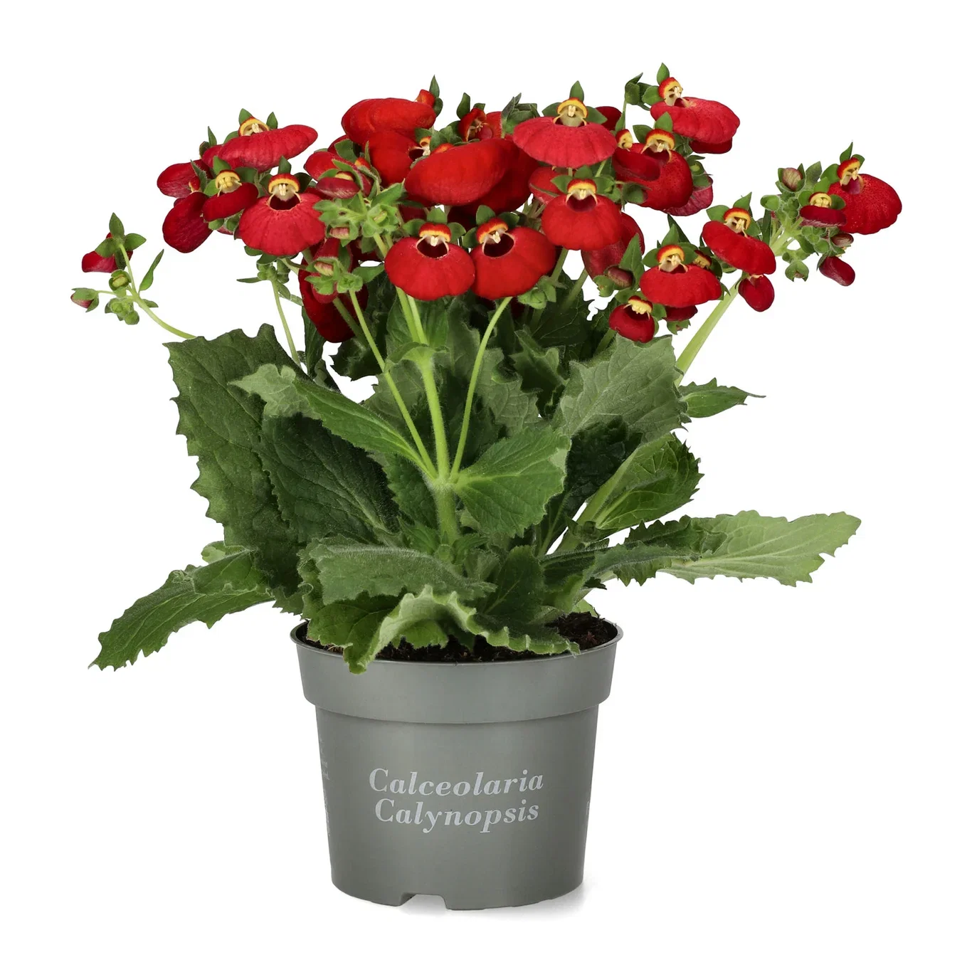 Calceolaria x speciosa (Calynopsis-Series) Tøffelblomst ‘Calynopsis’ Ø12 cm
