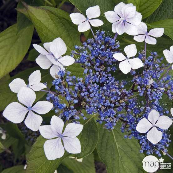 Hydrangea Serrata 'Grayswood', ctr 3 L