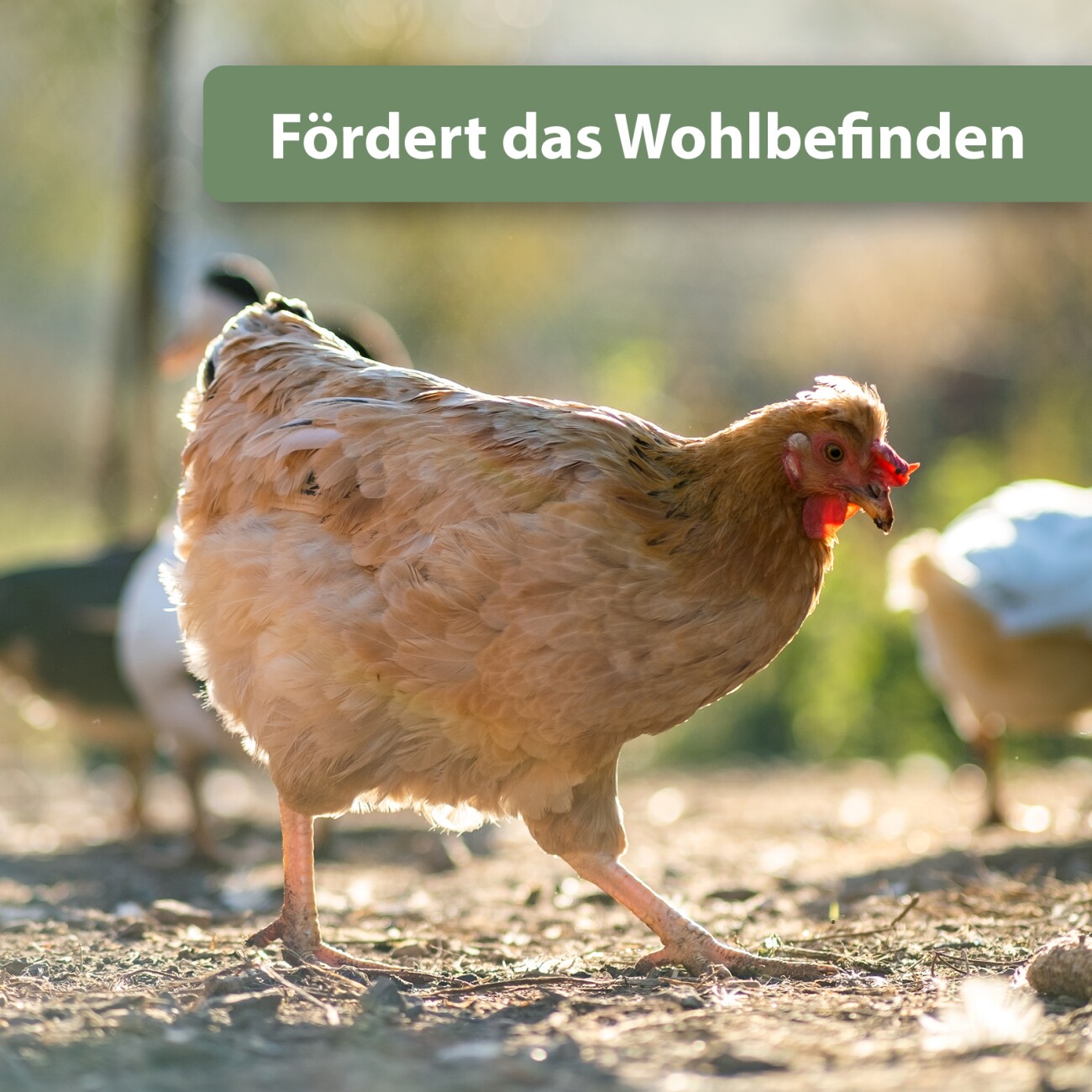 Quiko Hobby Farming Fitness Kräuter Pickrolle 400 g