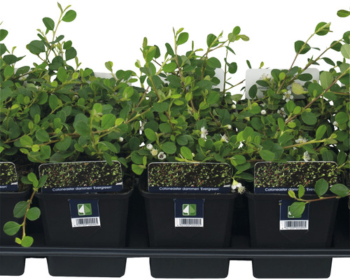 Dwergcotoneaster FloraSelf Cotoneaster dammeri 'Evergreen' H 10-15 cm Ø 9 cm pot