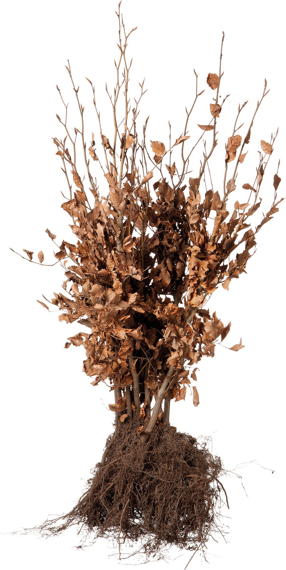 Rode beukenhaag (Fagus sylvatica) H 125-150 cm vanaf 10 stuks