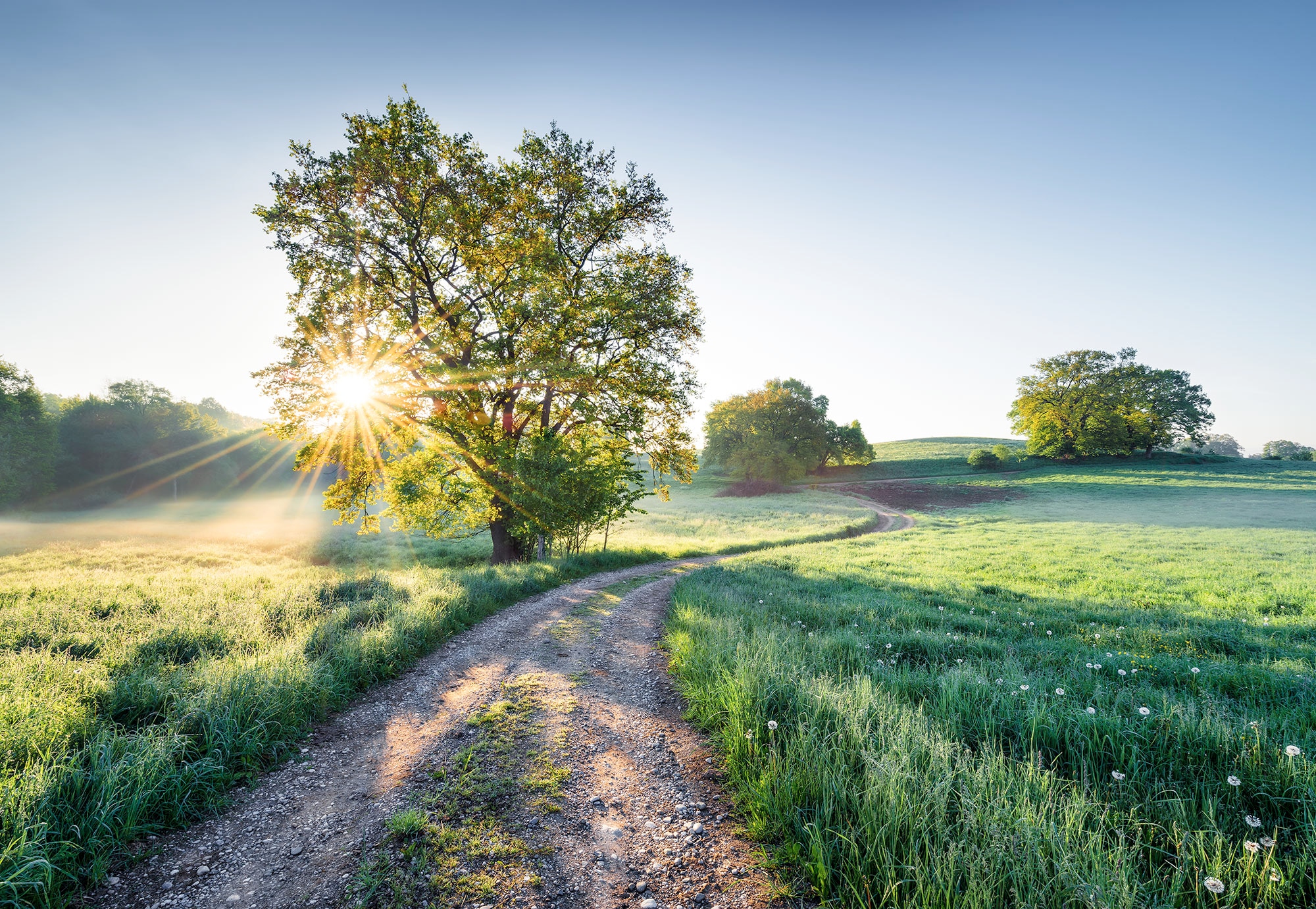 Komar Fototapete »Meadow Trail - Grösse 368 x 254 cm« bedruckt glatt Wohnzimmer, Schlafzimmer