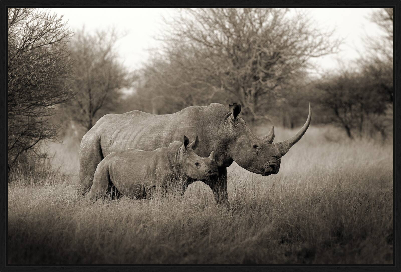 White Rhino Mother with Baby by Horst Klemm - Limited Edition. Edition of: 150. Signed.