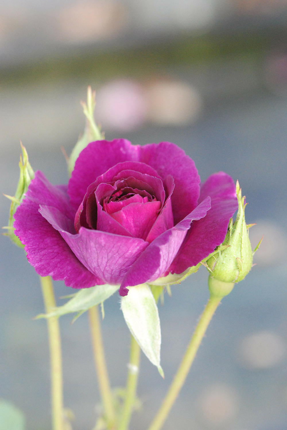 Rosier 'mysterieuse' ? - 5l