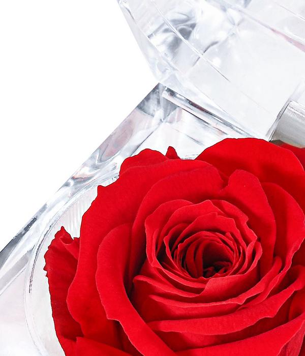 Dehner Longlife-Rose in Juwelenbox, ca. Ø3,5