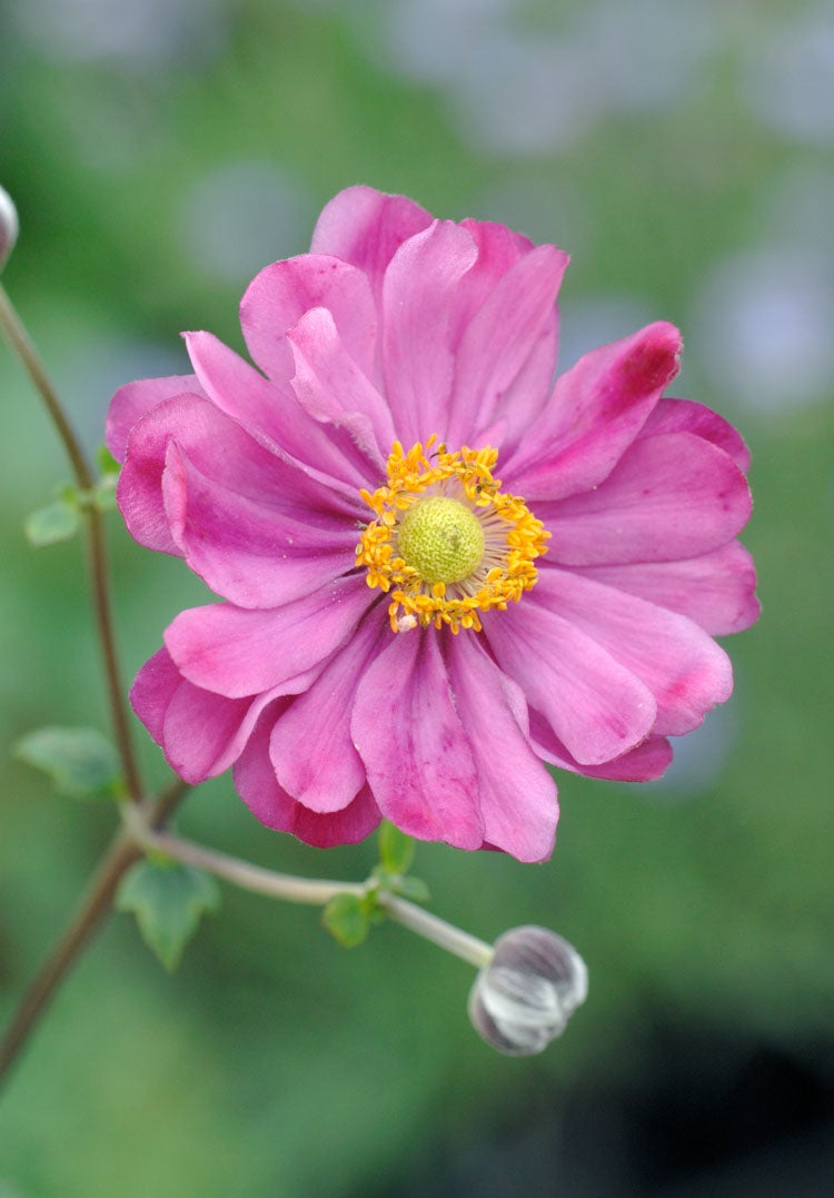 Herfstanemoon (Anemone Hybride 'Margarete') D 23 cm