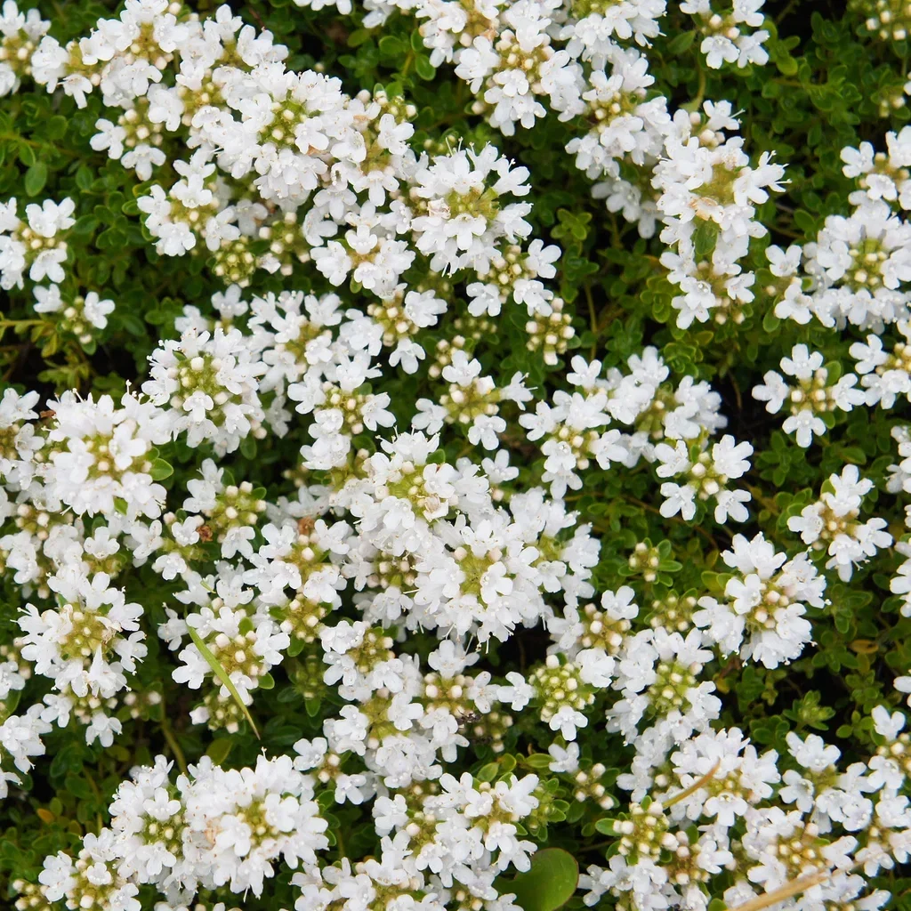 Thymus serpyllum 'Albus' Kryptimian 'Albus' Ø10,5 cm