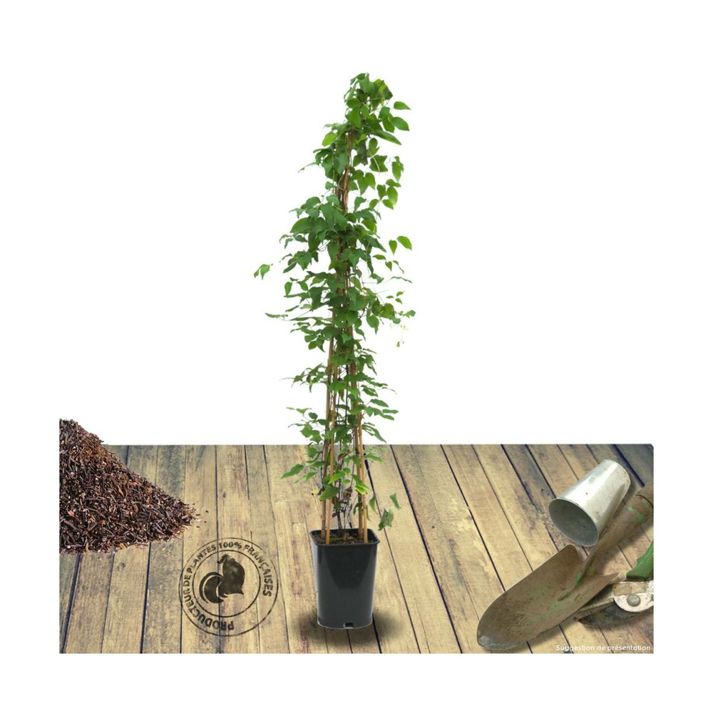 Clématite bee's jubilée/clematis bee's jubilée[-]pot de 1,5l - tuteur bambou 30/60 cm
