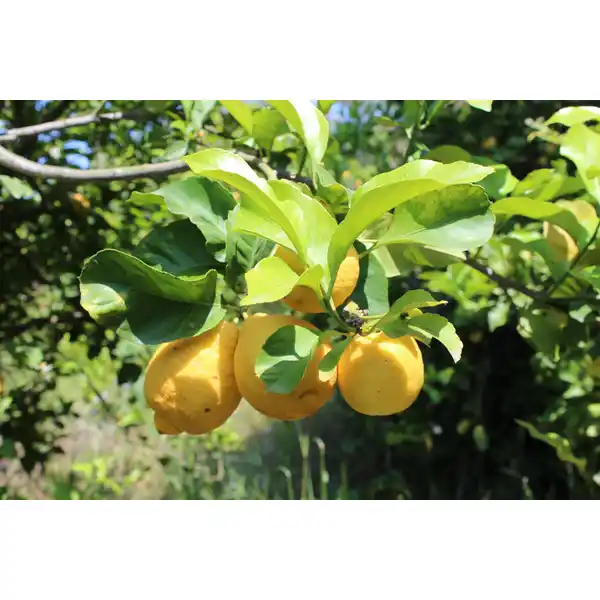 Citrus Hand- und Nagelcreme