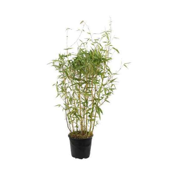 Bambou moyen phyllostachys aureosulcata 'Aureocaulis': pot de 3 litres