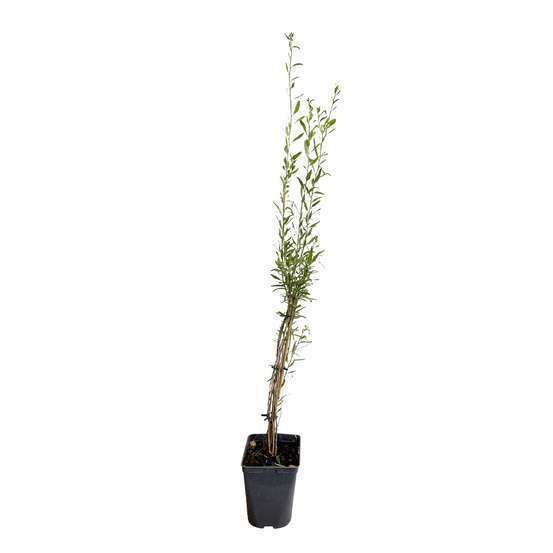 Goji 'Q1'bio : pot de 3 litres