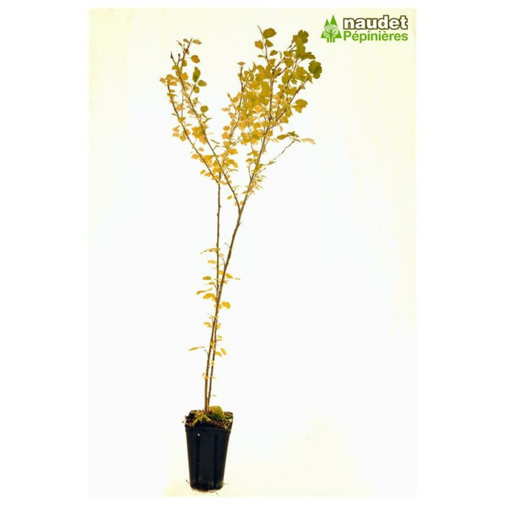 Groseillier des alpes (ribes alpinum) - godet - taille 13/25cm