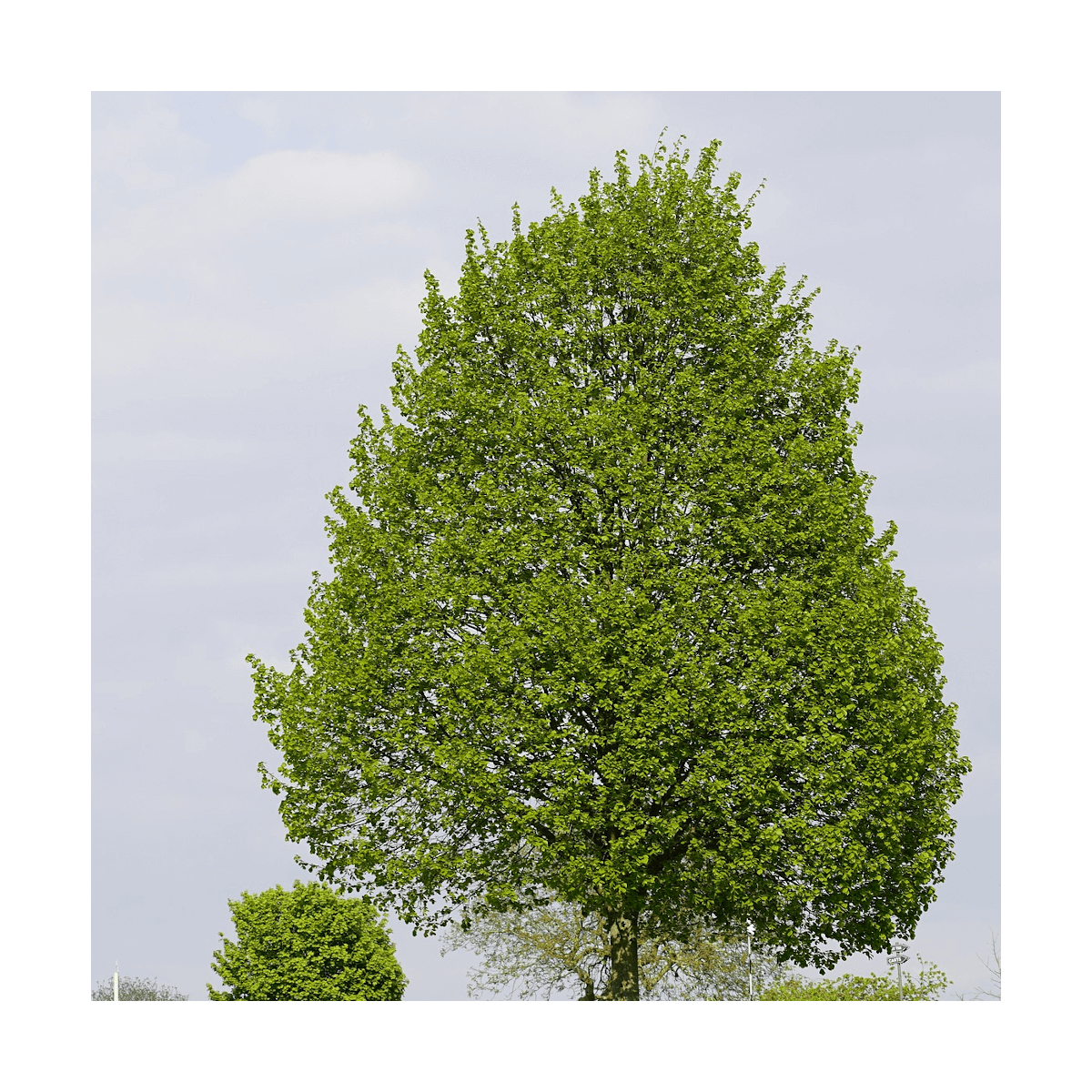 Tilleul à petites feuilles/tilia cordata[-]pot de 7,5l - 80/100 cm