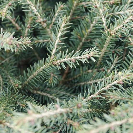 Picea abies Nidiformis, H : 30/40 cm ctr 4L