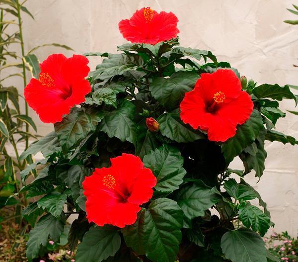Zimmerhibiskus - Hibiscus rosa-sinensis,