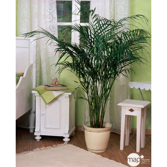 Areca H50cm en pot