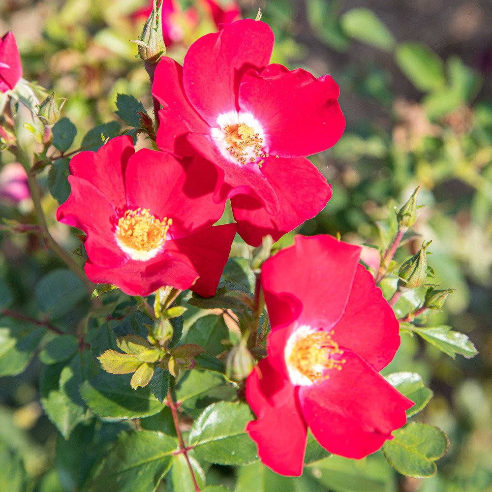 Rosier friendly ® red meiariba le pot de 2l