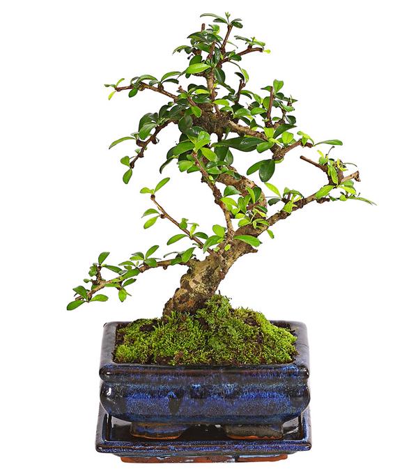 Bonsai Fukientee - Carmona microphylla, 6