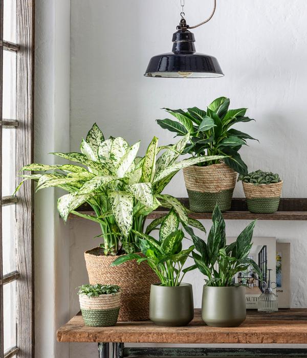 Dieffenbachie - Dieffenbachia seguine