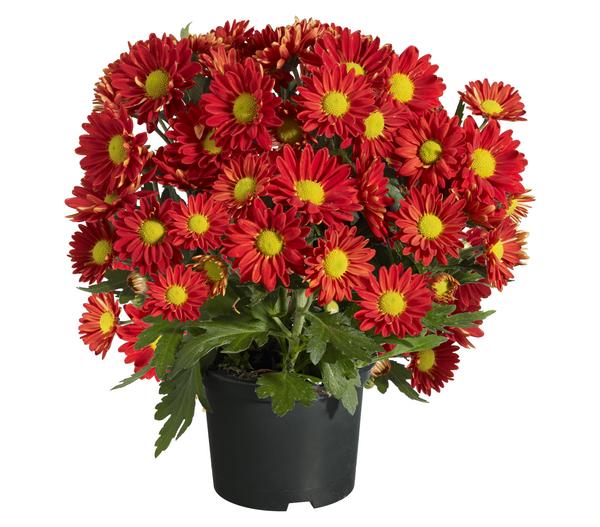 Topf-Chrysantheme, verschiedene Farben