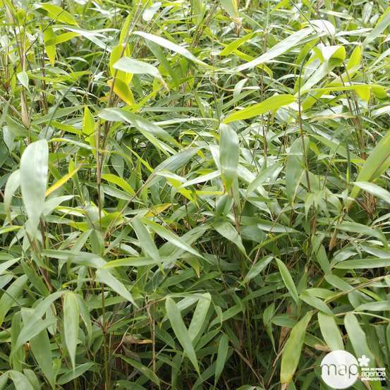 Bambou non-traçant fargesia robusta 'Pingwu': pot de 5 litres