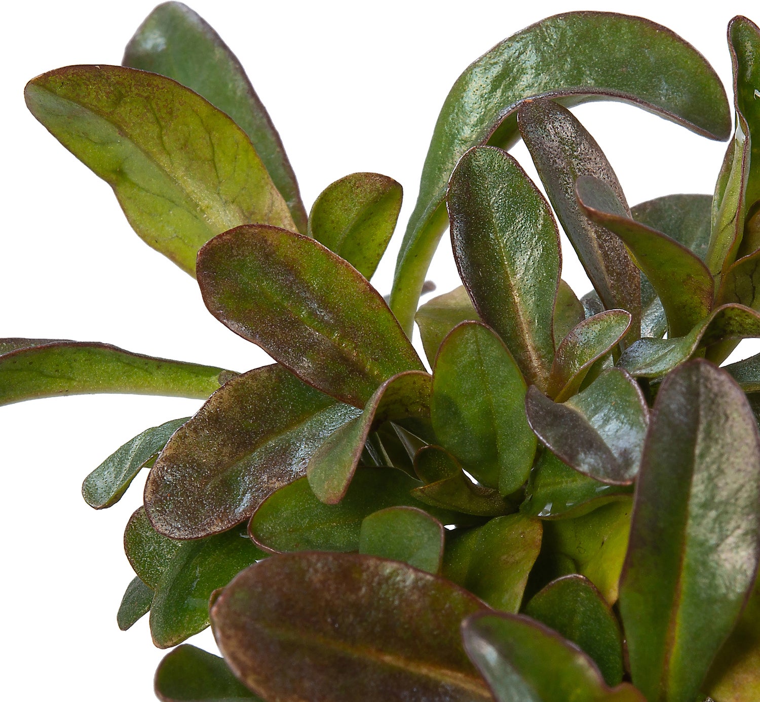 Wederik (Lysimachia ephemerum) D 9 H 10 cm