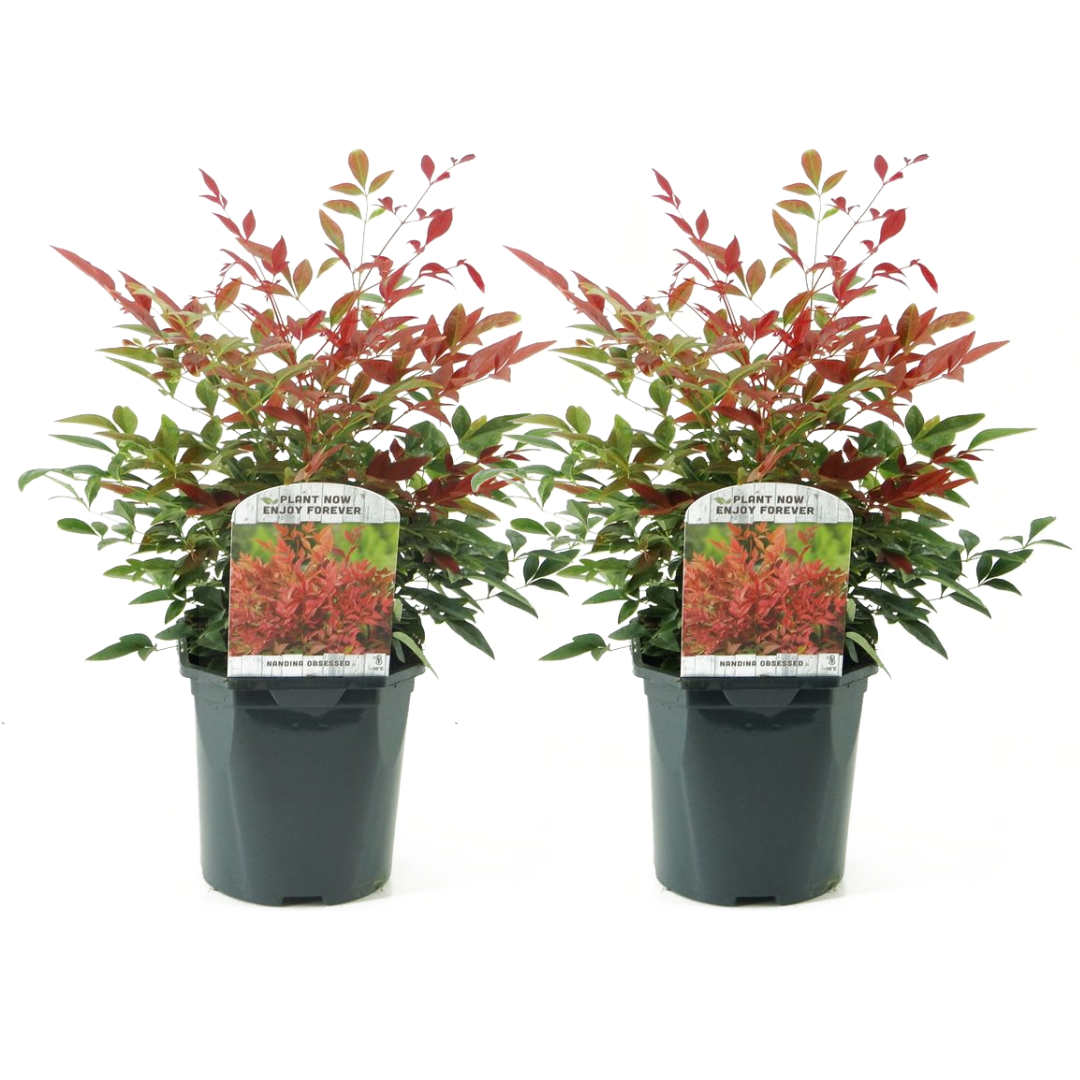 Nandina obsessed - ensemble de 2 - pot 17cm - hauteur 25-40cm