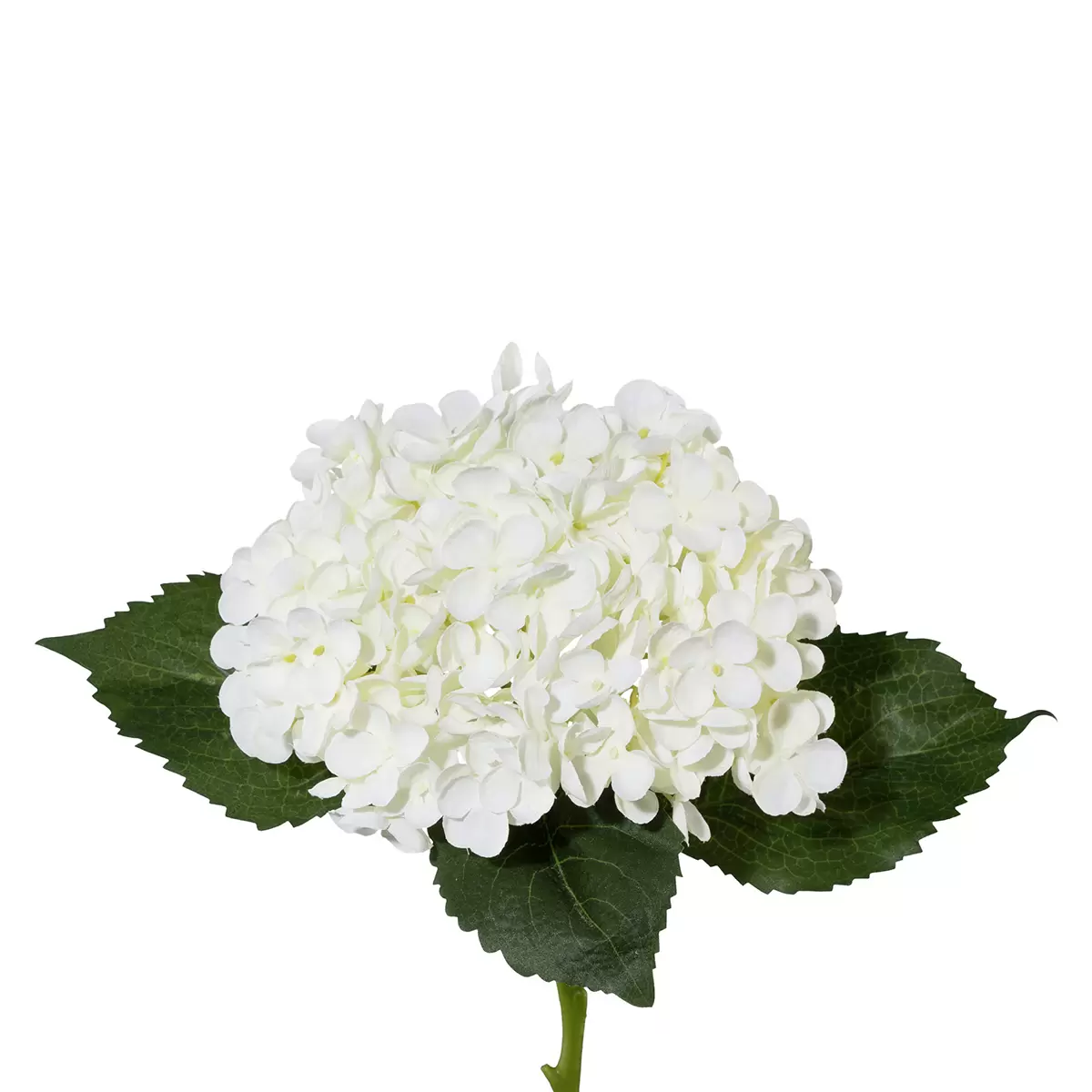Hortensie Lia grün,weiss