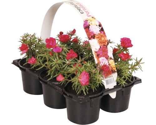 Bloeiende perk- en balkonplanten, 6-pack FloraSelf: Portulaca, Tagetes, Lobelia, Impatiens, Begonia, Alyssum