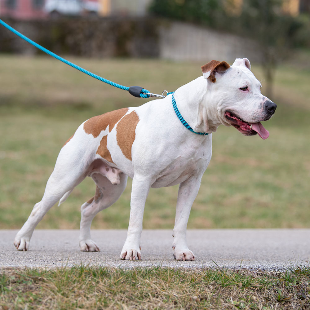 Laisse pour chiens sport extreme g13/120, longe en nylon robuste, poignée rembourrée confortable, rose-noir