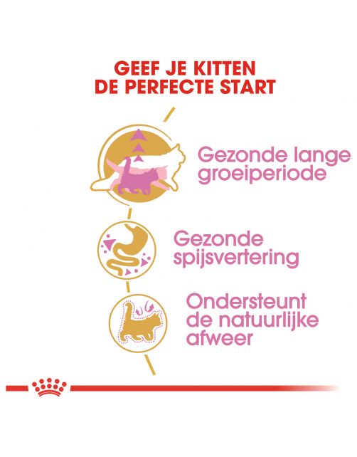 Royal Canin Maine Coon Kitten - Kitten-Kattenvoer