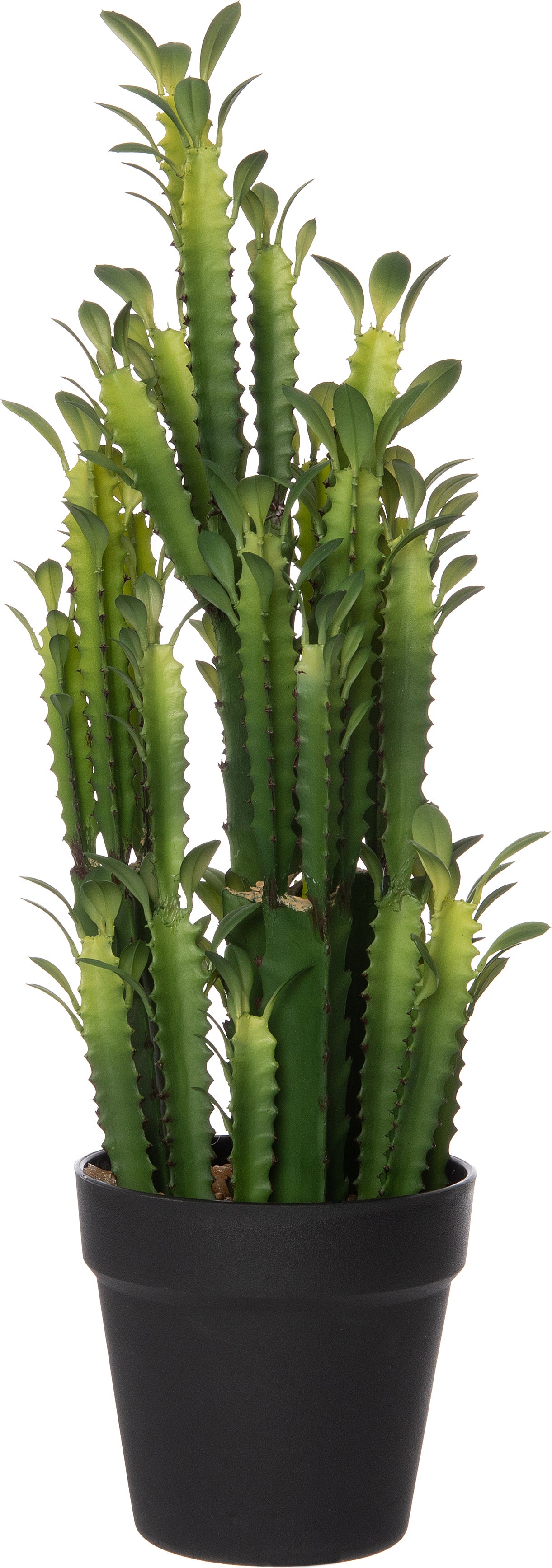 Intratuin kunstplant Euphorbia ingens D 15 H 50 cm