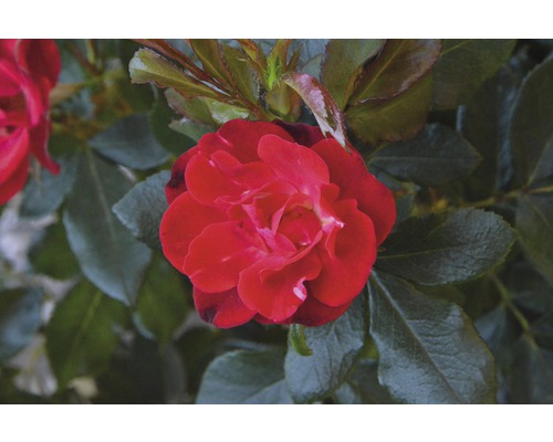 Roos 'Zepeti' ® H 30-40 cm Co 6 L
