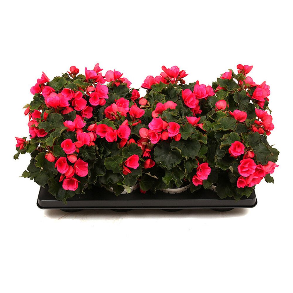 BETULIA STANDARD Ø12CM