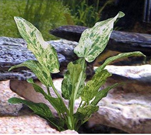 Echinodorus Cordifolius Marble - Extra Groot