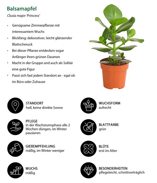 Zimmerpflanzen-Set Badezimmer, 3-teilig