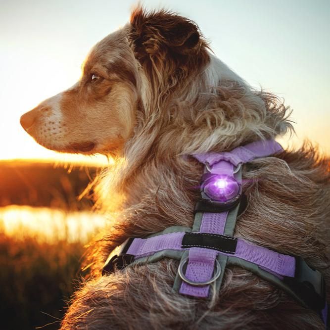 Orbiloc Sicherheitslicht Dog Dual Purple