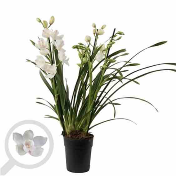 Cymbidium hybride blanche taille pot de 1 litre ? 60/80cm